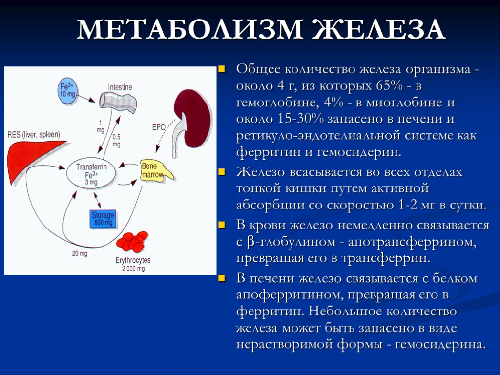 МЕТАБОЛИЗМ ЖЕЛЕЗА Общее количество железа организма - около 4 г, из которых 65% -